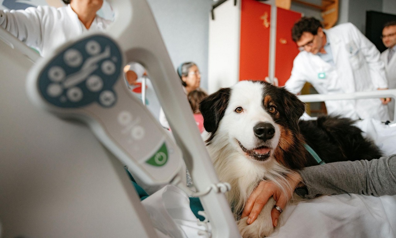 Attività Assistite con gli Animali (A.A.A.)